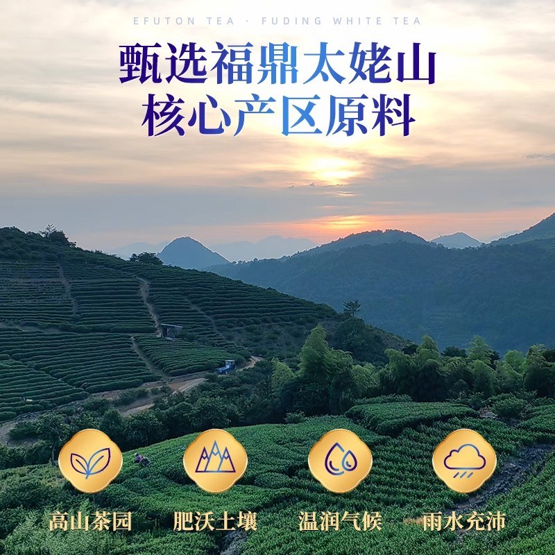 艺福堂陈皮白茶品鉴装30g高山福鼎老白茶寿眉小方片